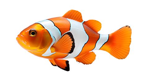 Fish With White Background Images .